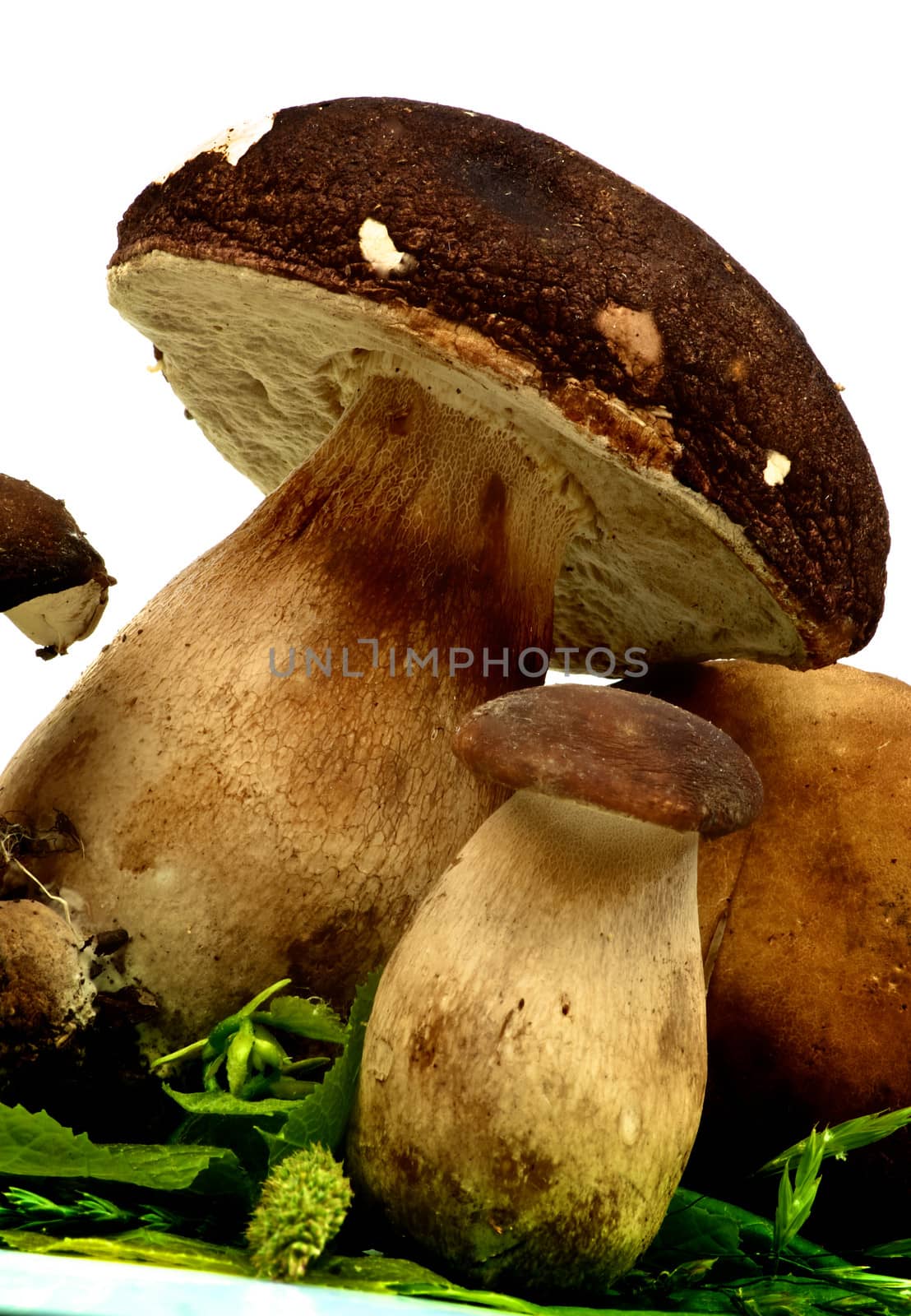 Porcini Mushroom and Boletus on Green Leafs closeup on white background