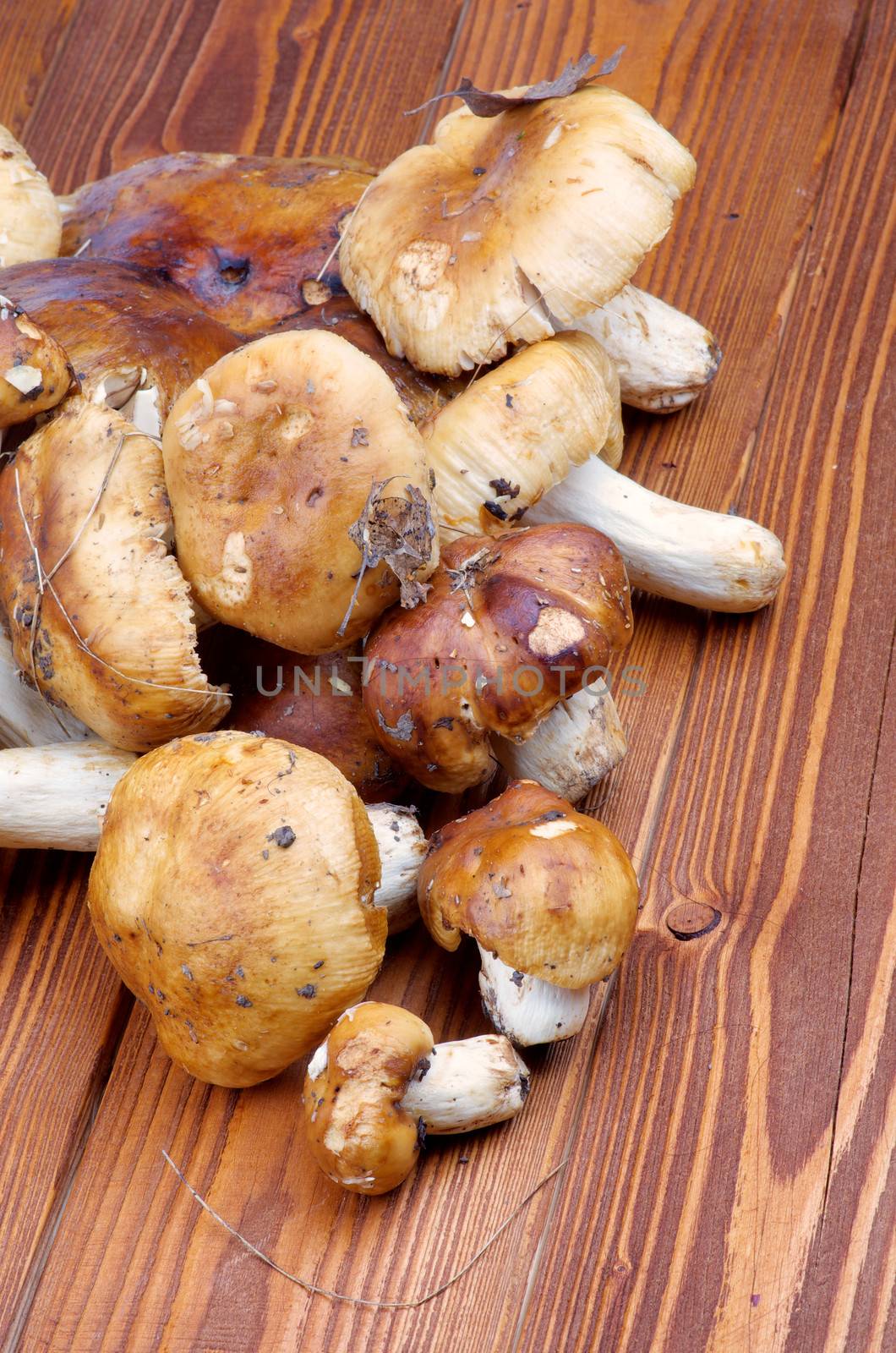 Edible Mushrooms by zhekos