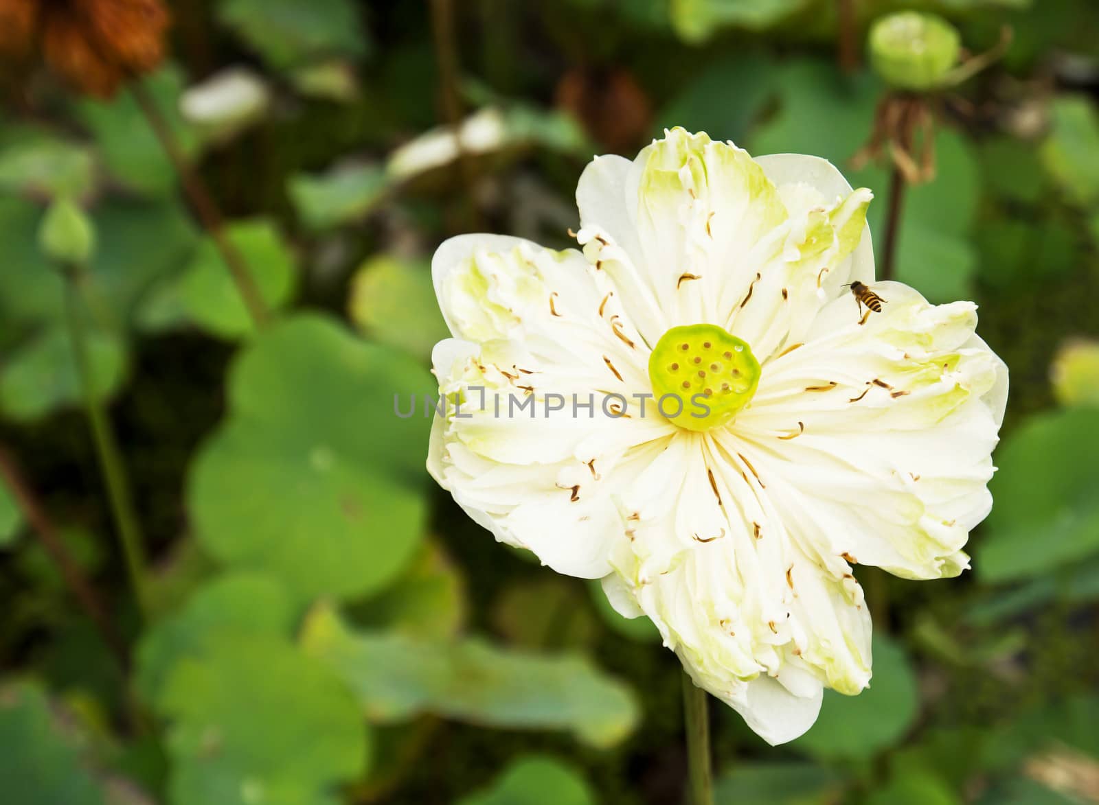 beautiful white water lily close up