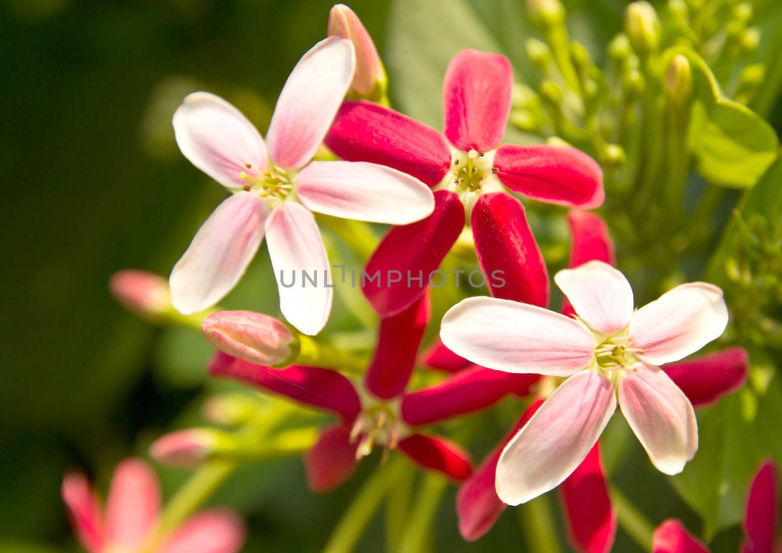 Quisqualis indica also known as the Chinese honeysuckle, Rangoon Creeper, and Combretum indicum