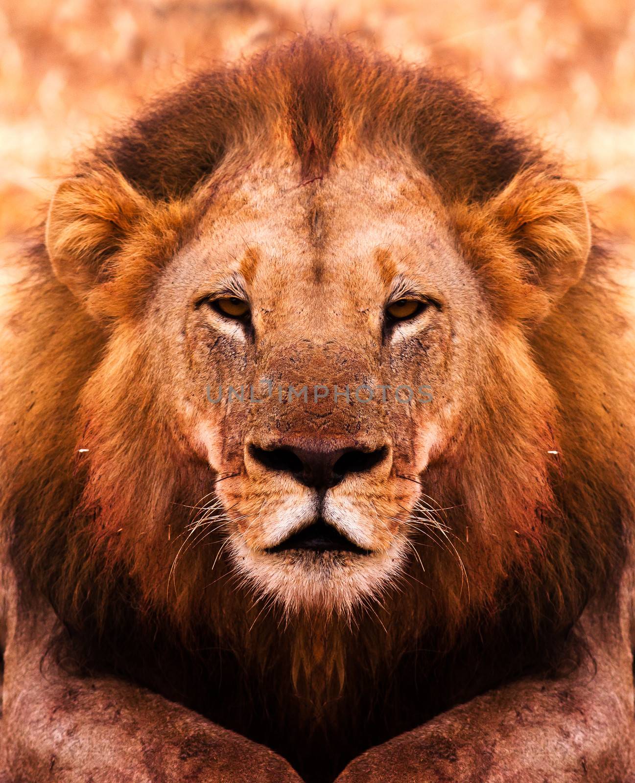 Close up portrait of an African Male Lion