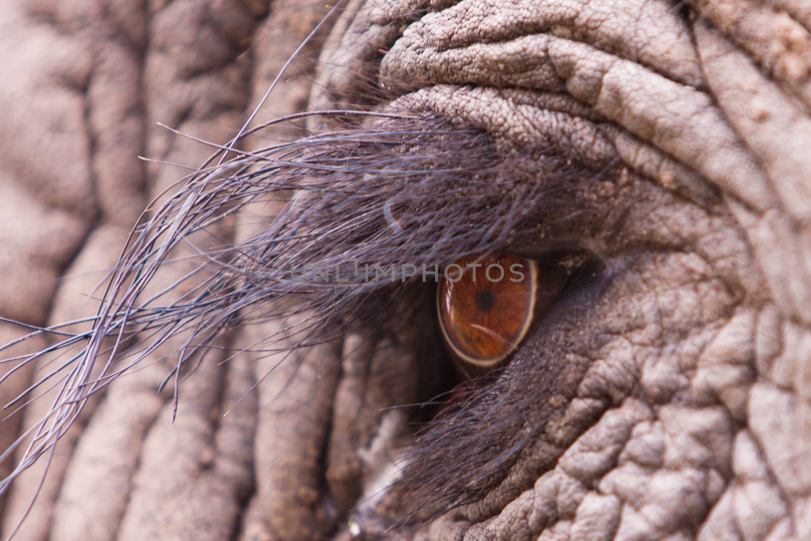 Close up macro shot of an elephant eye
