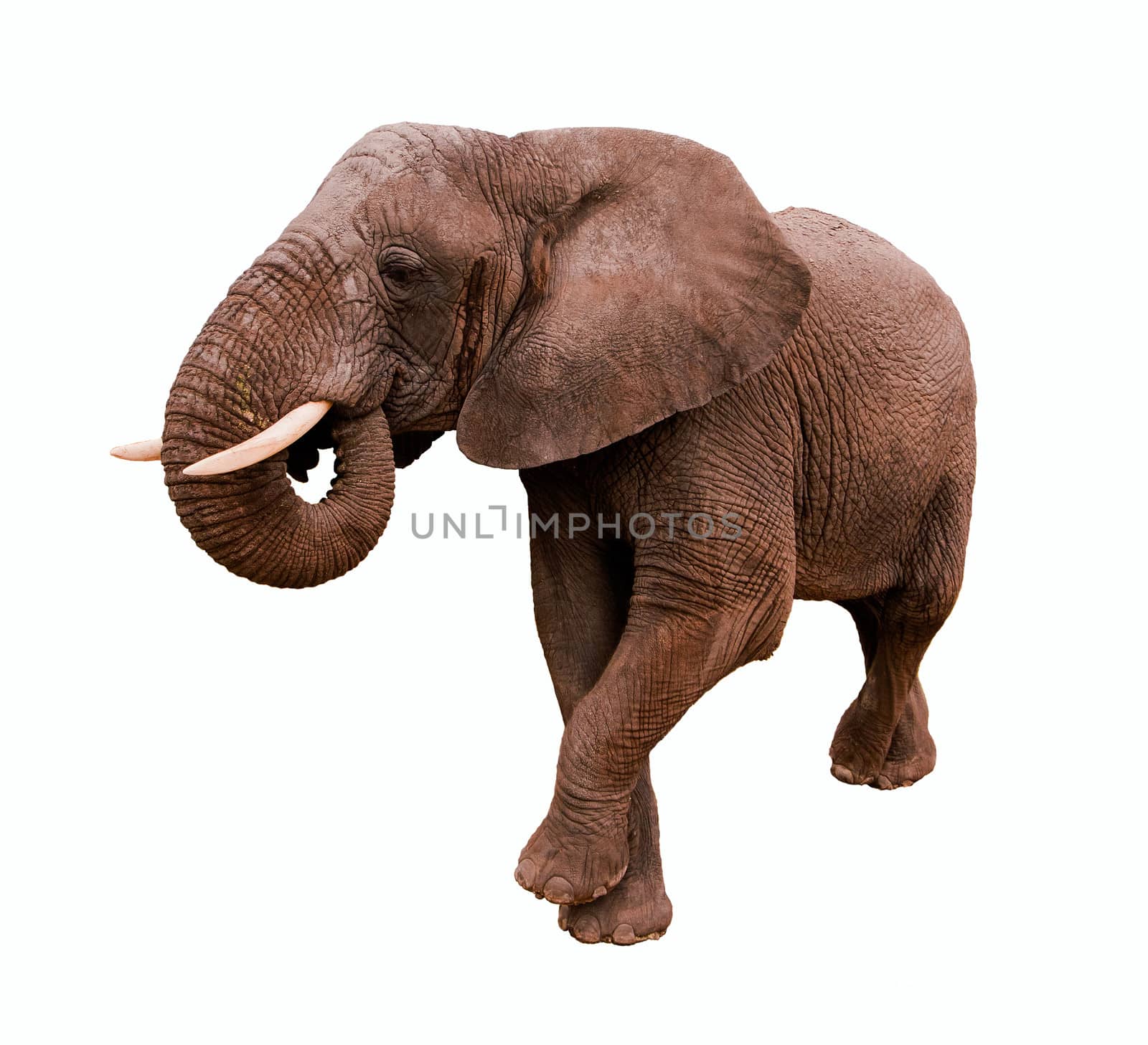 Elephant Isolated on a white background