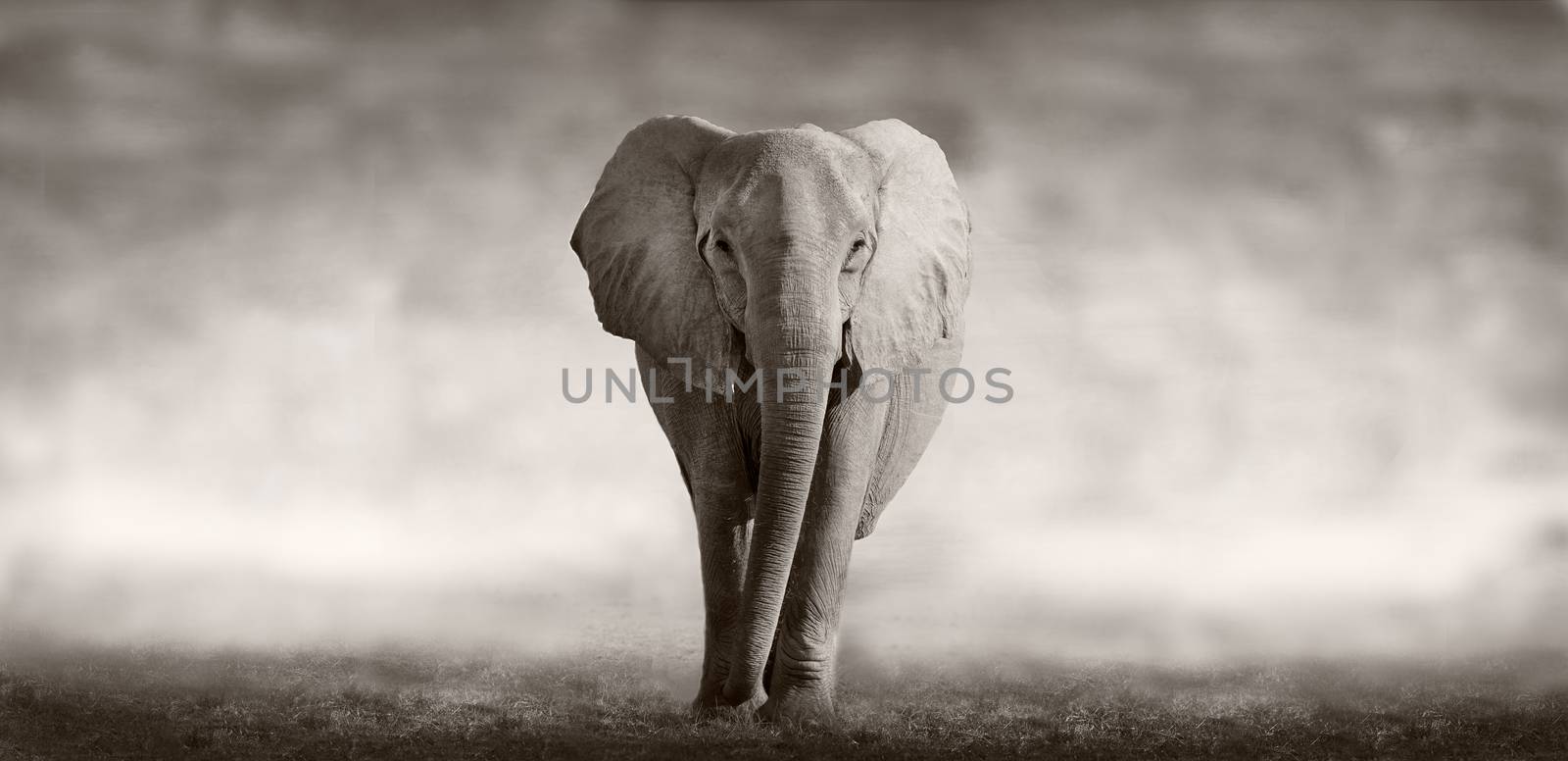 Wild African Elephant walking across an african plain