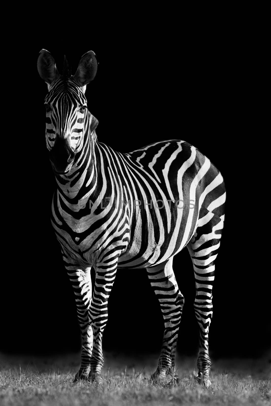 Creative black and white image of a Zebra