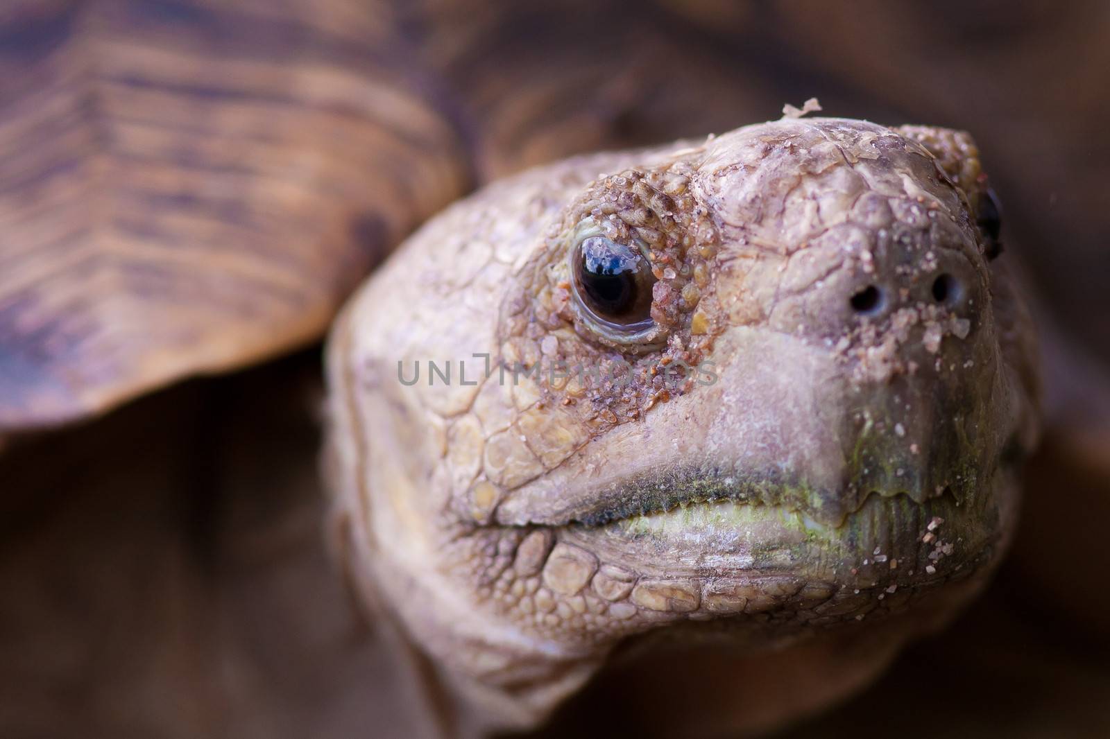 Close up image of a wild Leopard tortoise