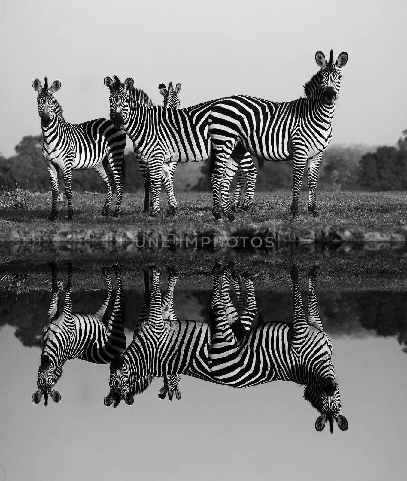 Herd of Zebras with a Reflection on the water