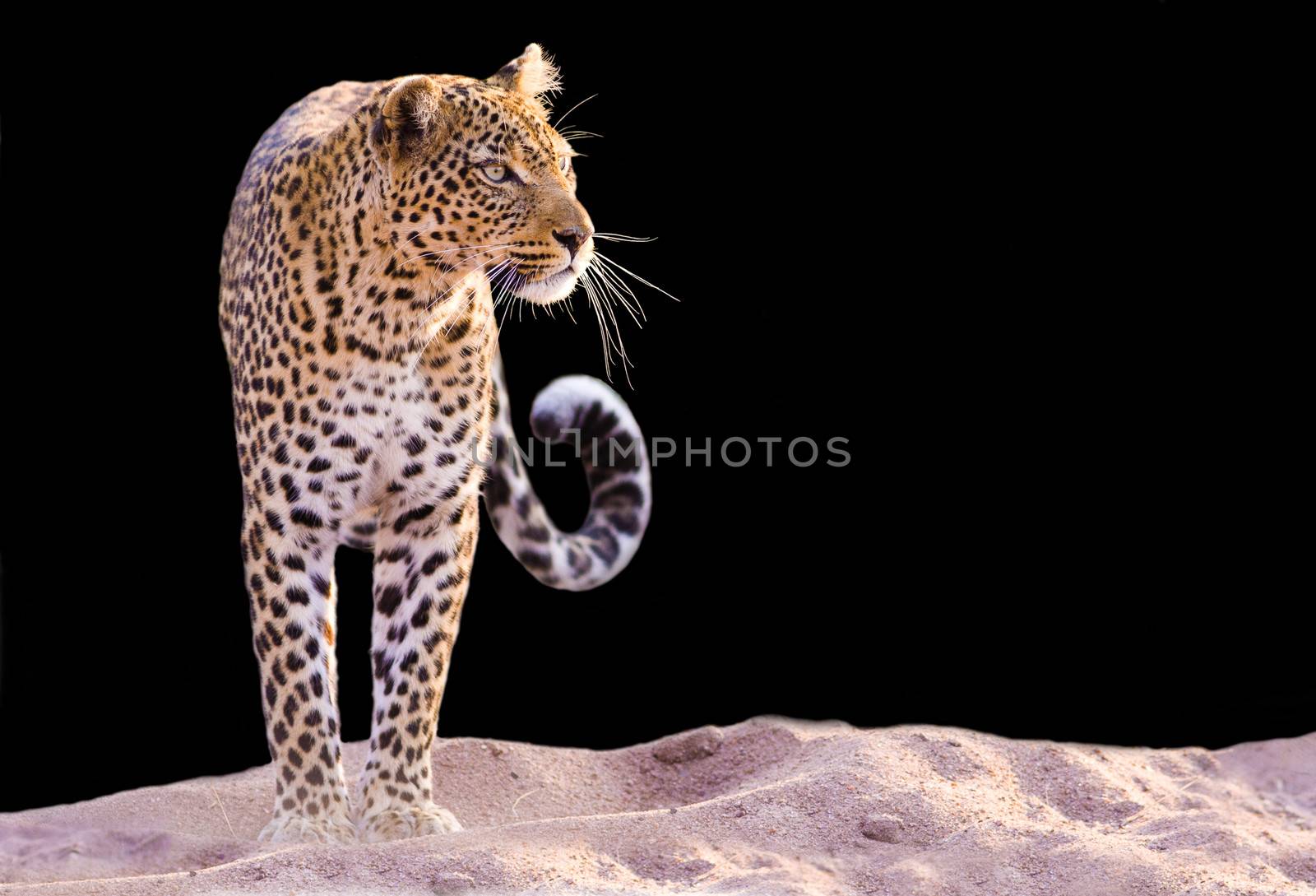 Color image of a leopard standing in the sand