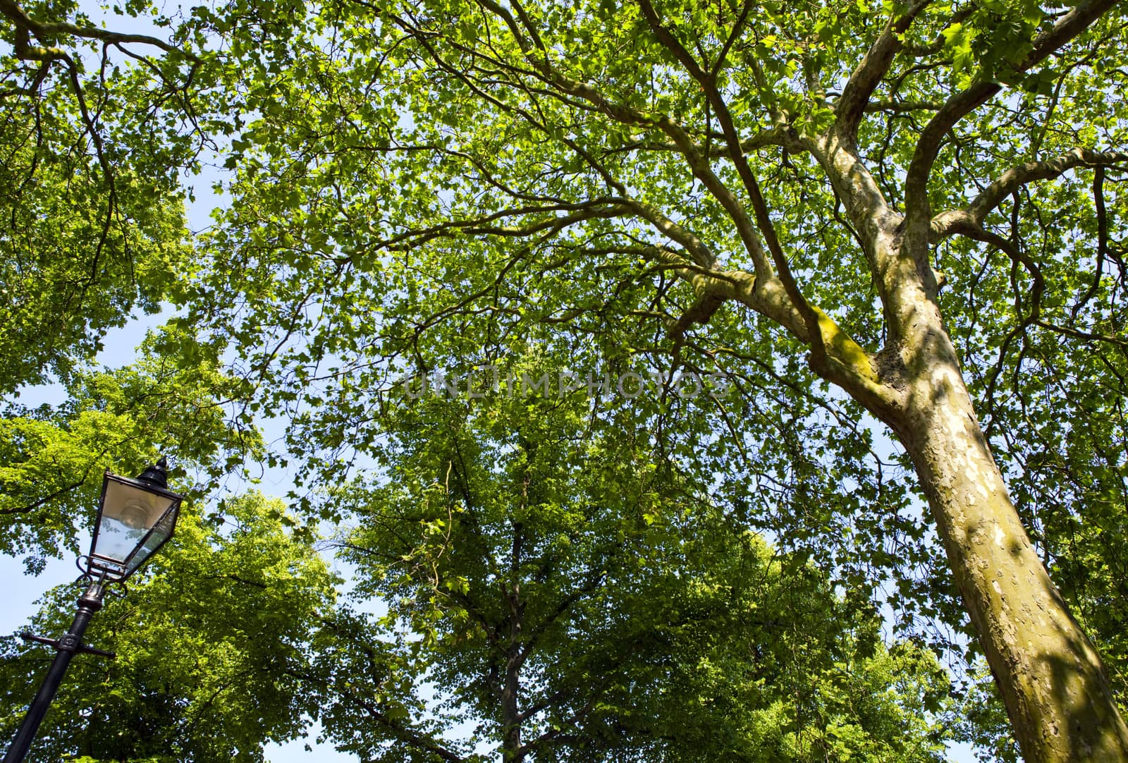 Looking up at the beautiful trees in a London Park.