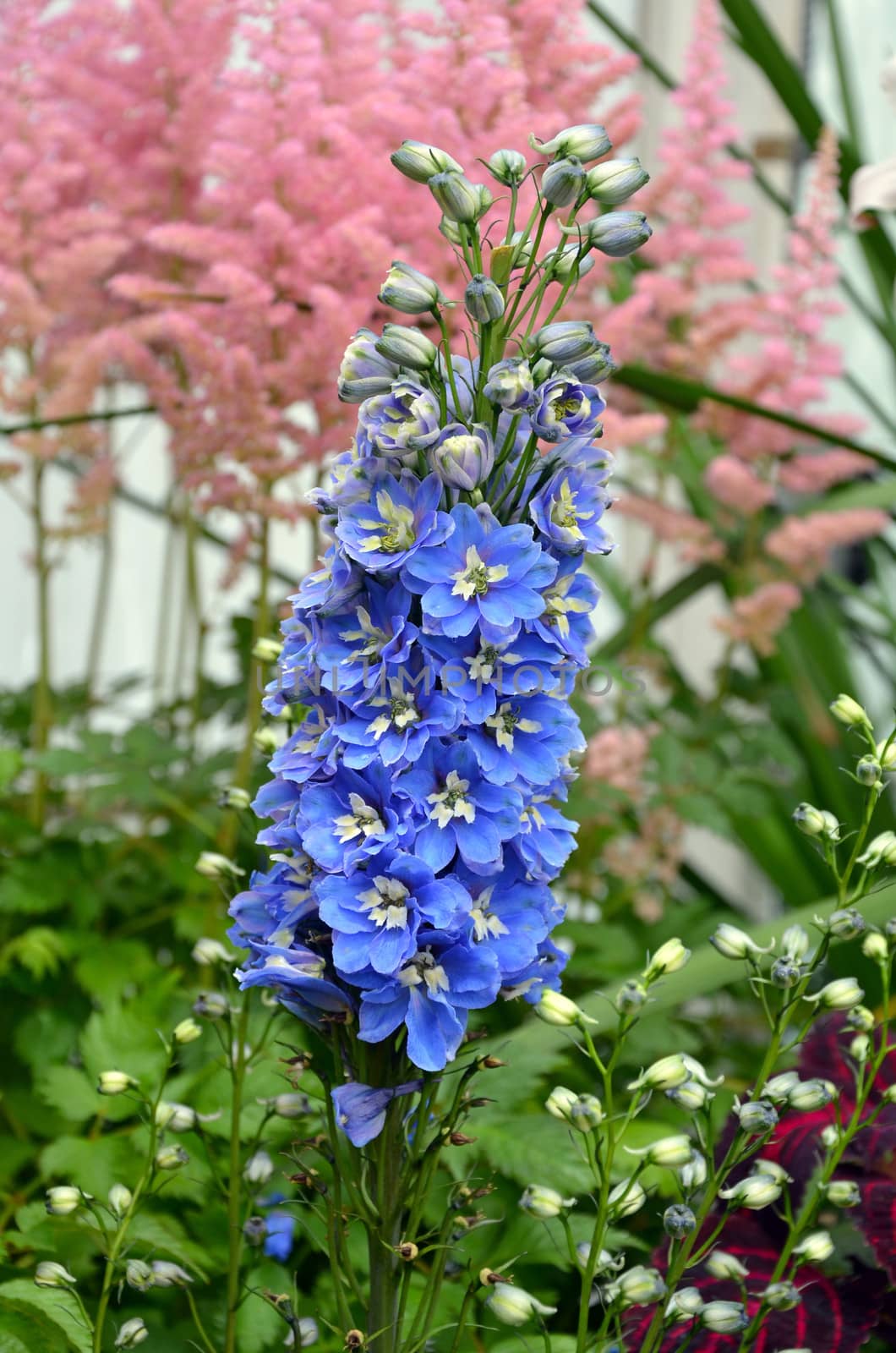Beautiful blue delphinium flowers in full bloom