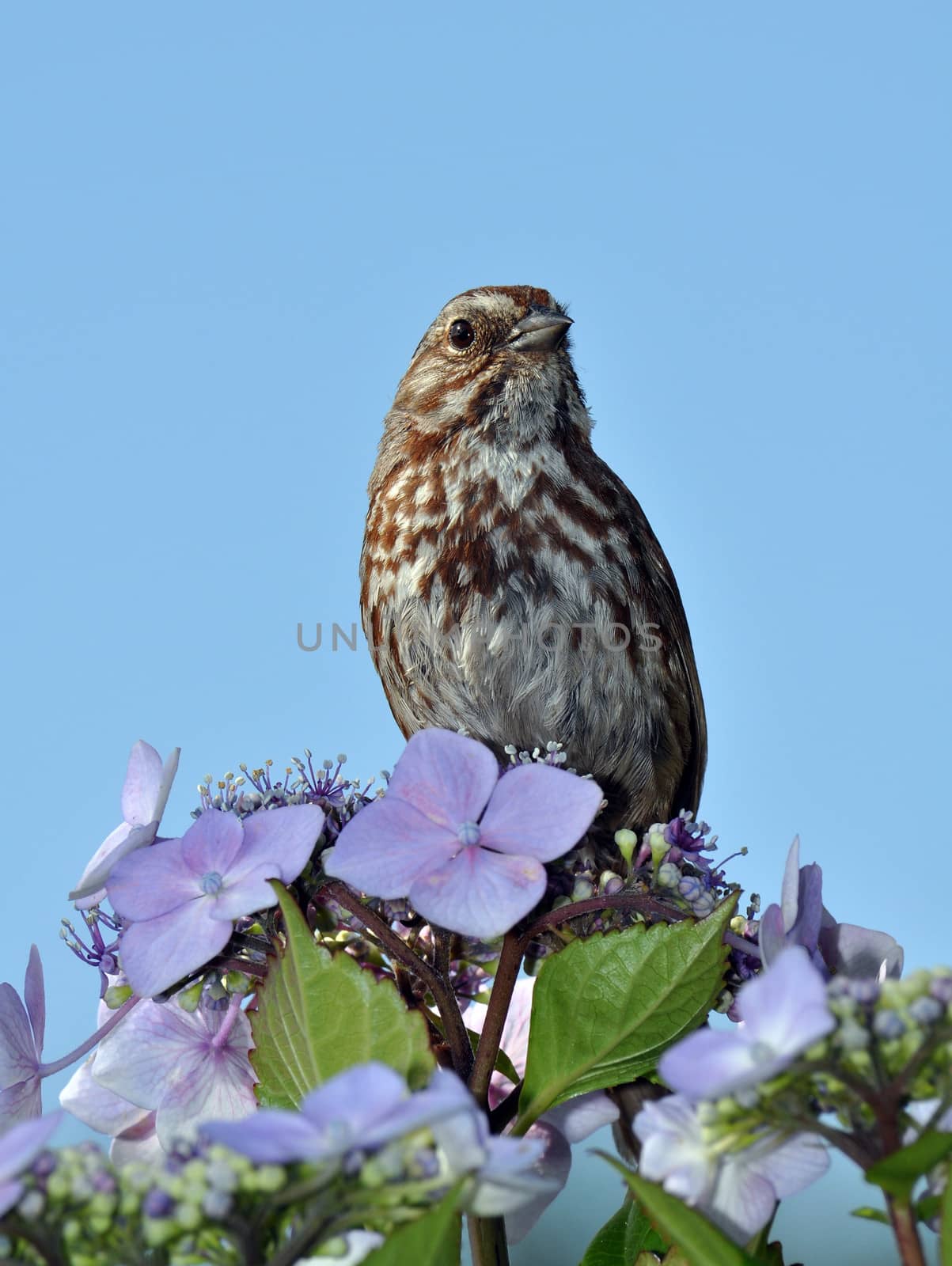 Little brown songbird sitting in spring flowers