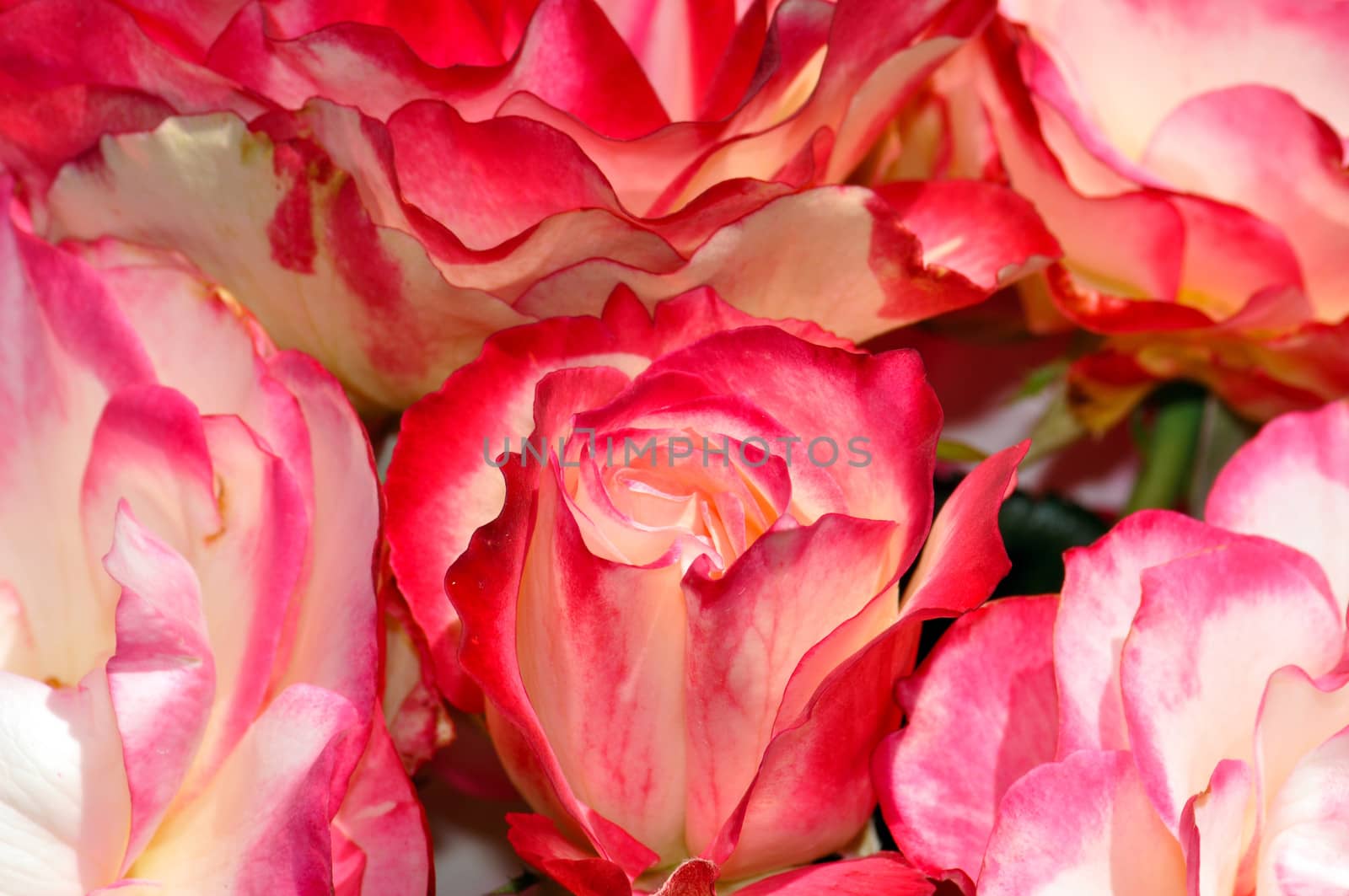Close up of pink and white roses