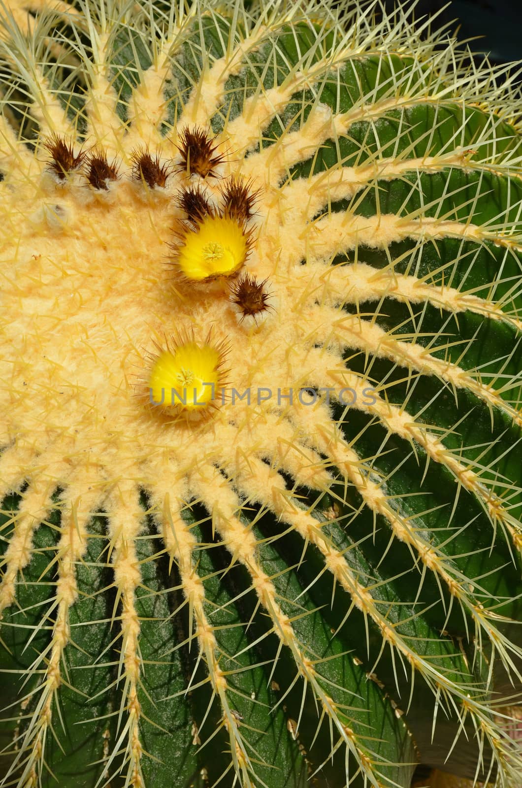 Close up of golden barrel cactus plant