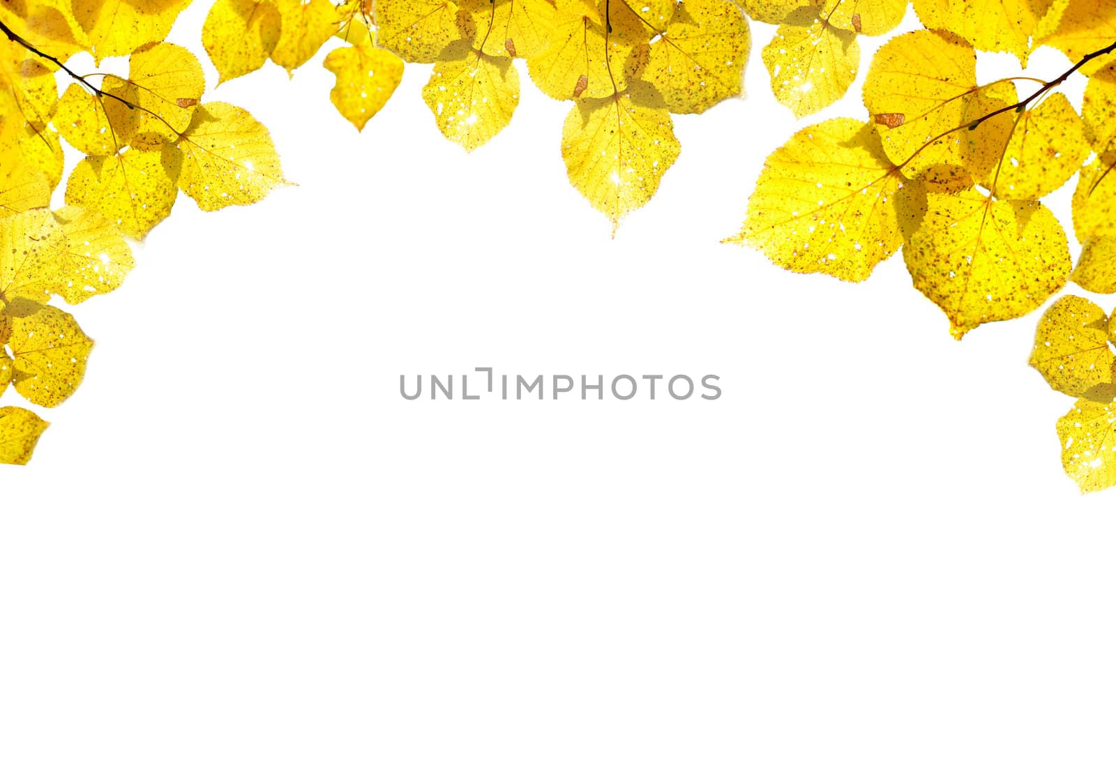 vignette from the bright autumn foliage isolated on the white