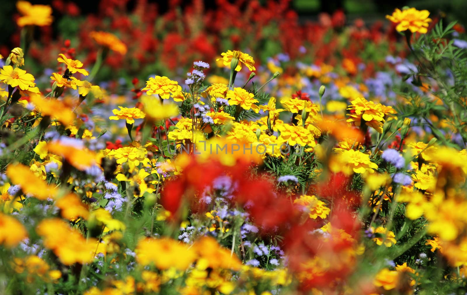 Field of beautifuly colorful flowers in the sunlight