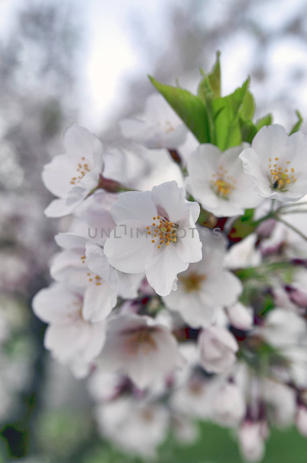 Beautiful flowering oriental cherry - Sakura. Spring morning