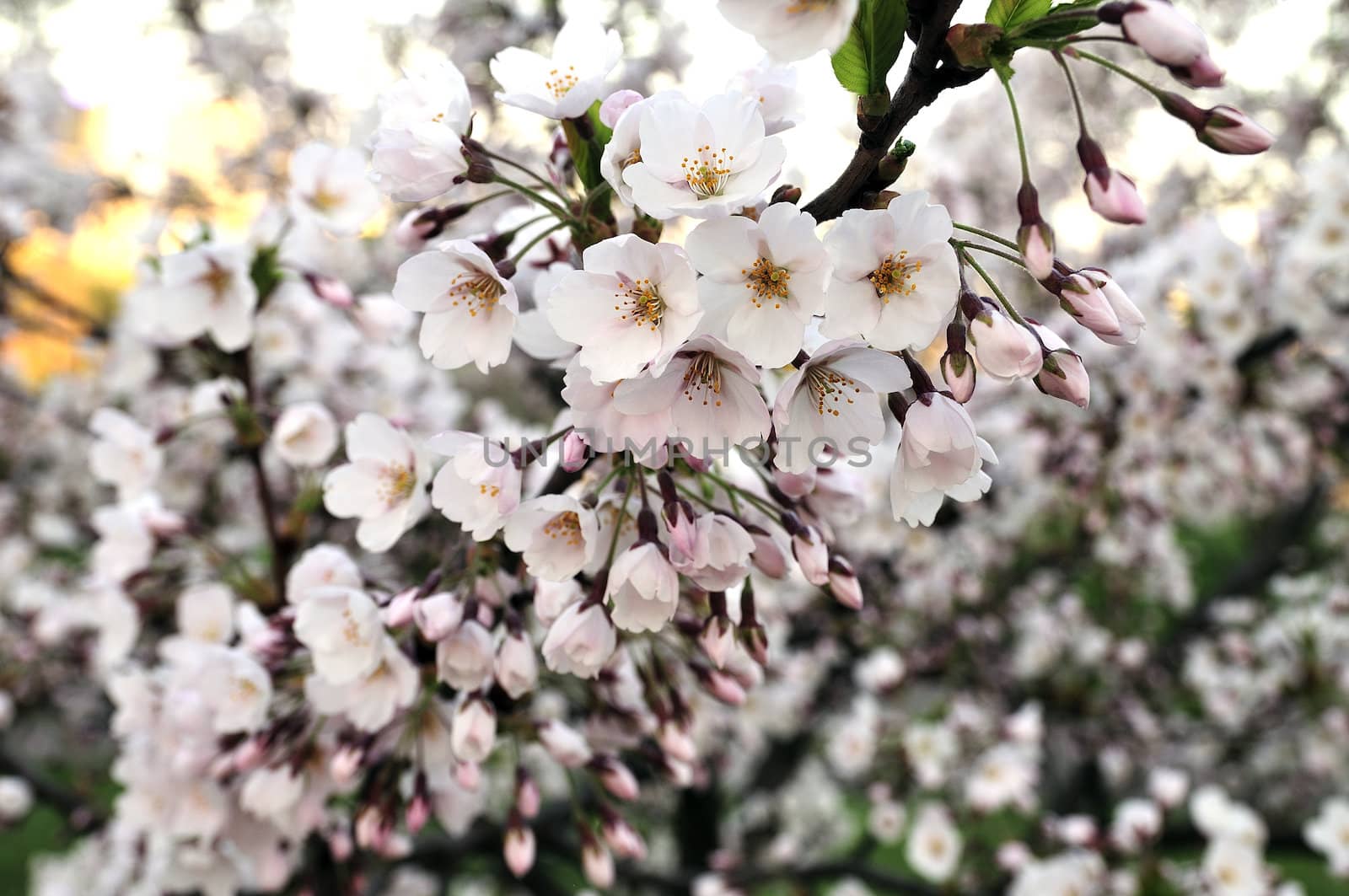 Sakura by Severas
