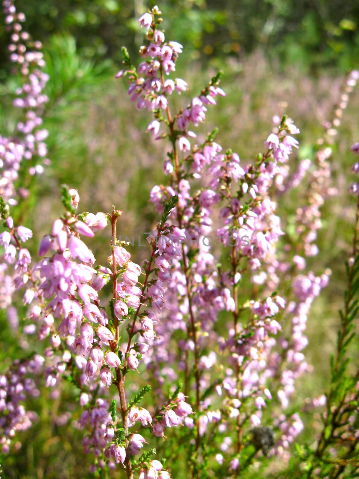 image of the beautiful pink meadow flowers