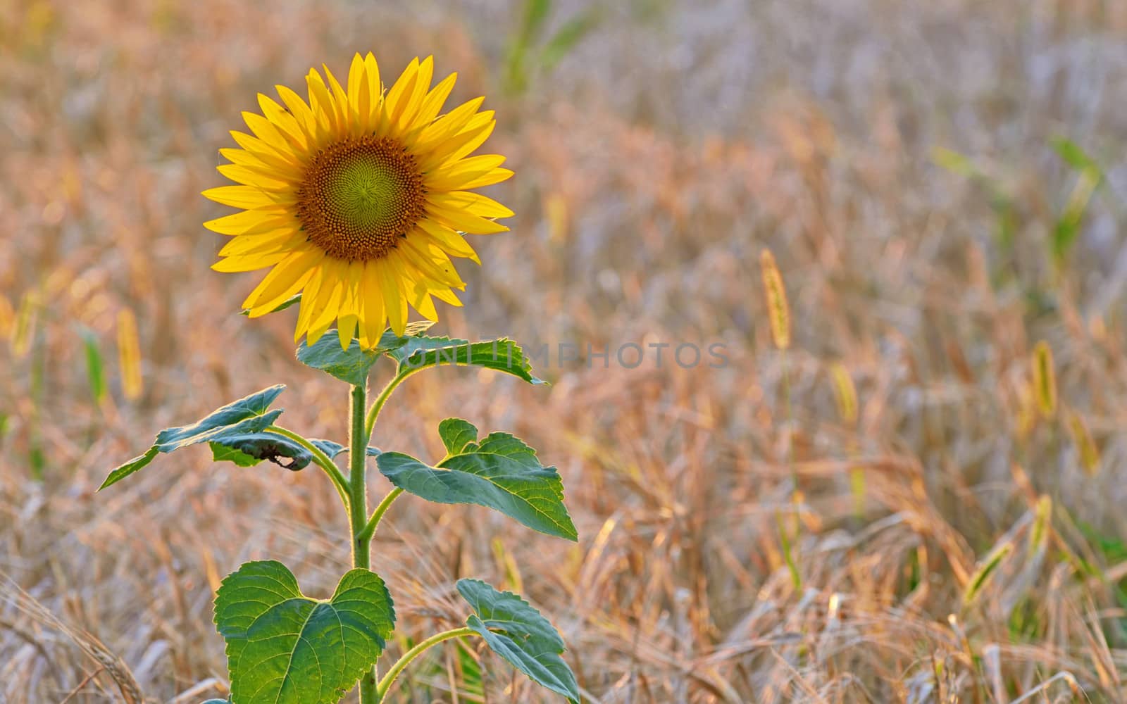 isolated sunflower in a field at sunset