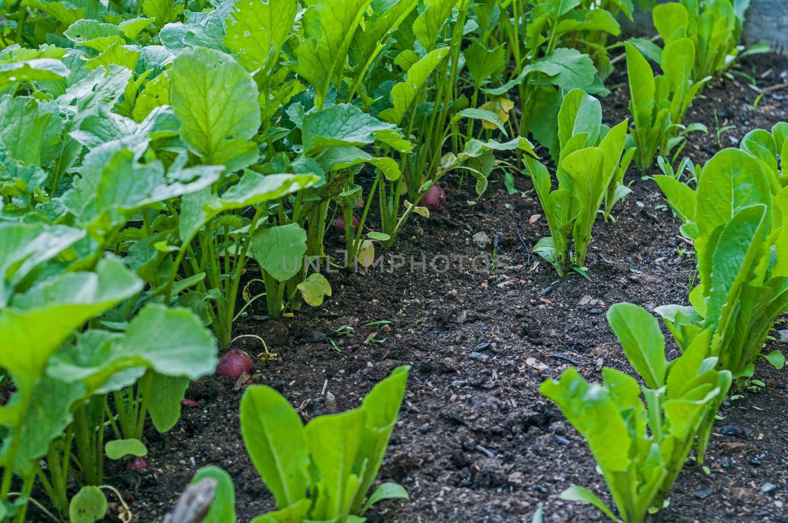 Rows of growing radish in a raised bed