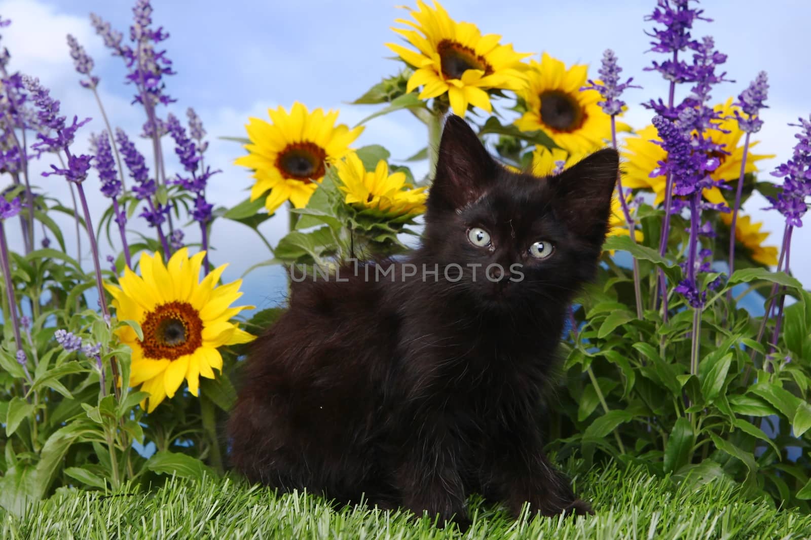 Cute Black Kitten in the Garden With Sunflowers and Salvia by tobkatrina