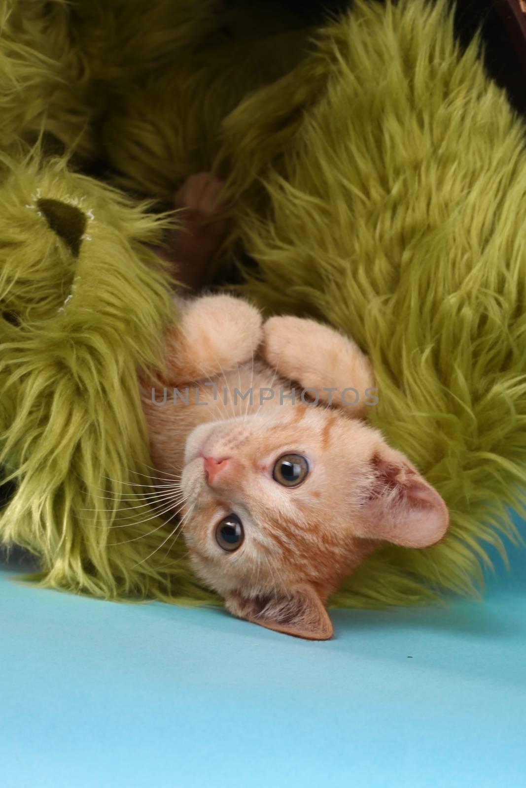 Adorable Little Baby Orange Tabby Kitten in Studio