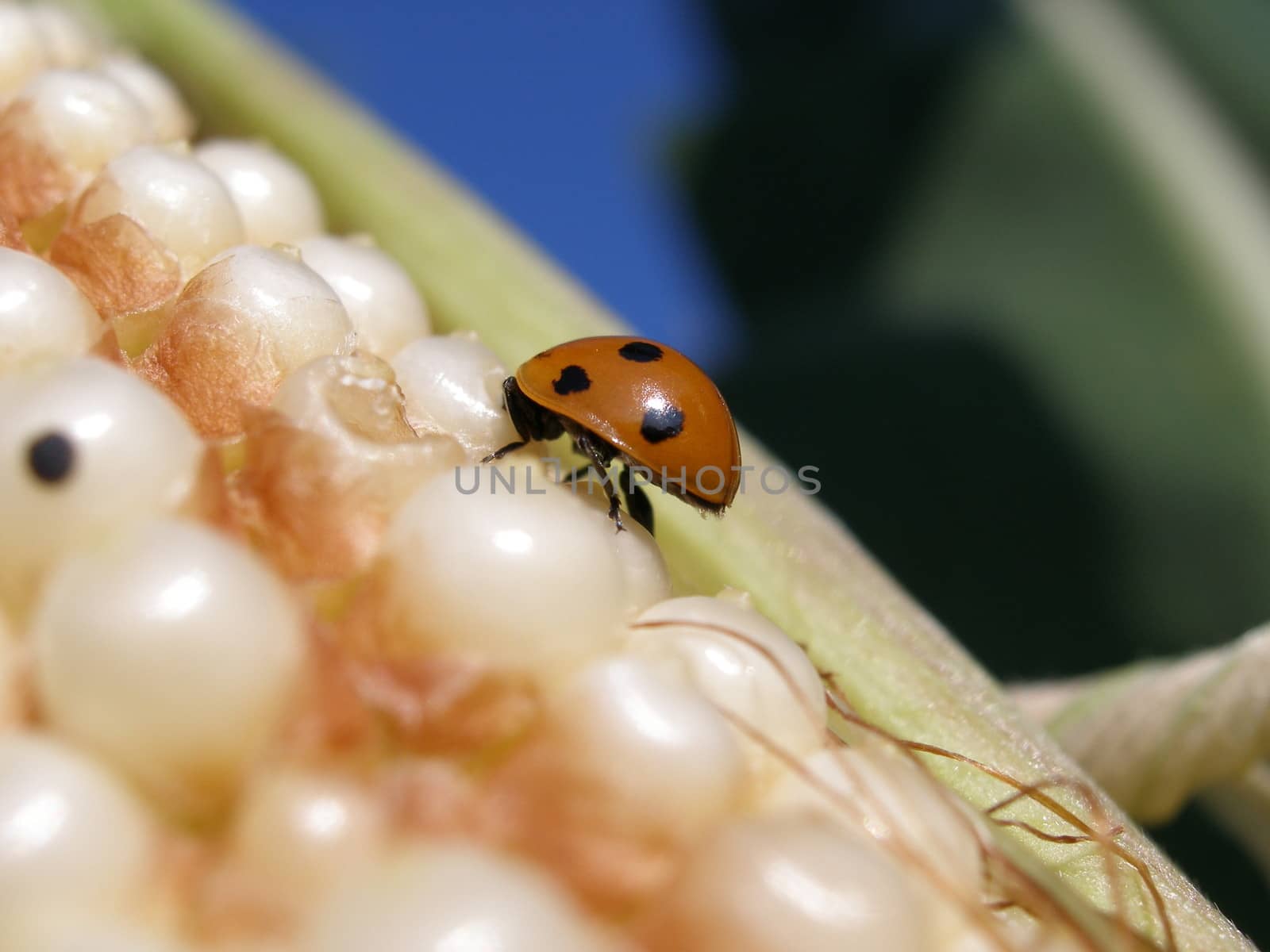 Macro very close view of the ladybug