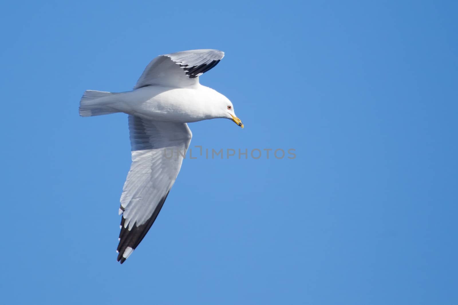 A seagull flying in the blue sky.