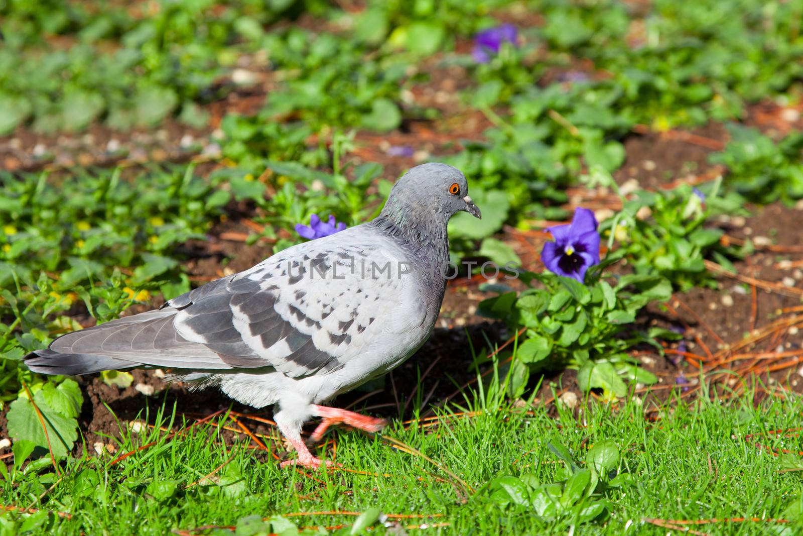 Pigeon