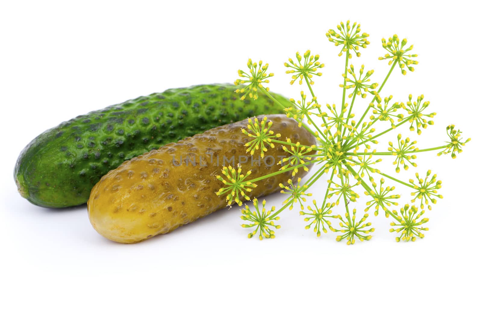 Marinated and fresh cucumber with green dill, isolated on white
