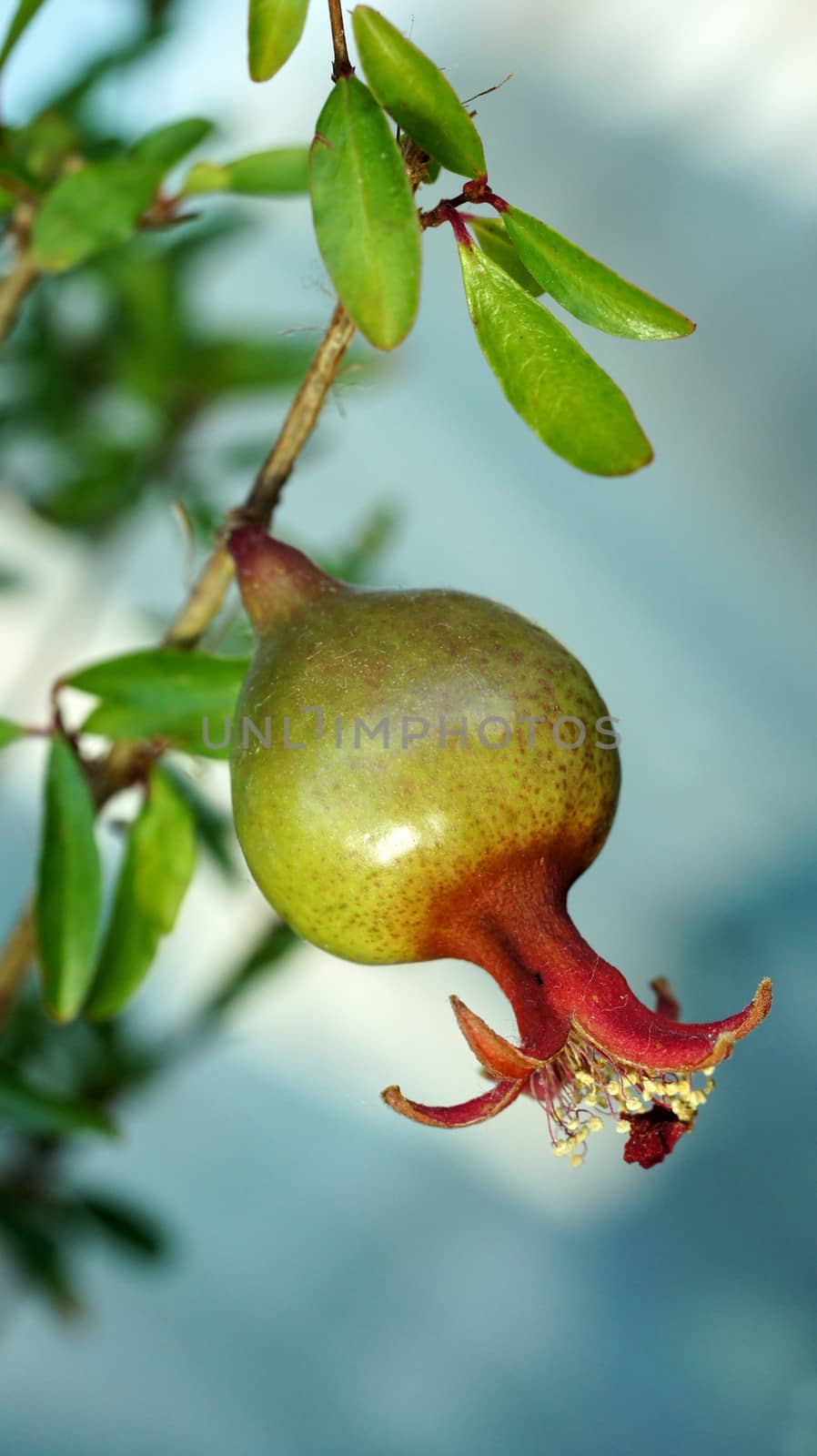  pomegranate on a branch close to