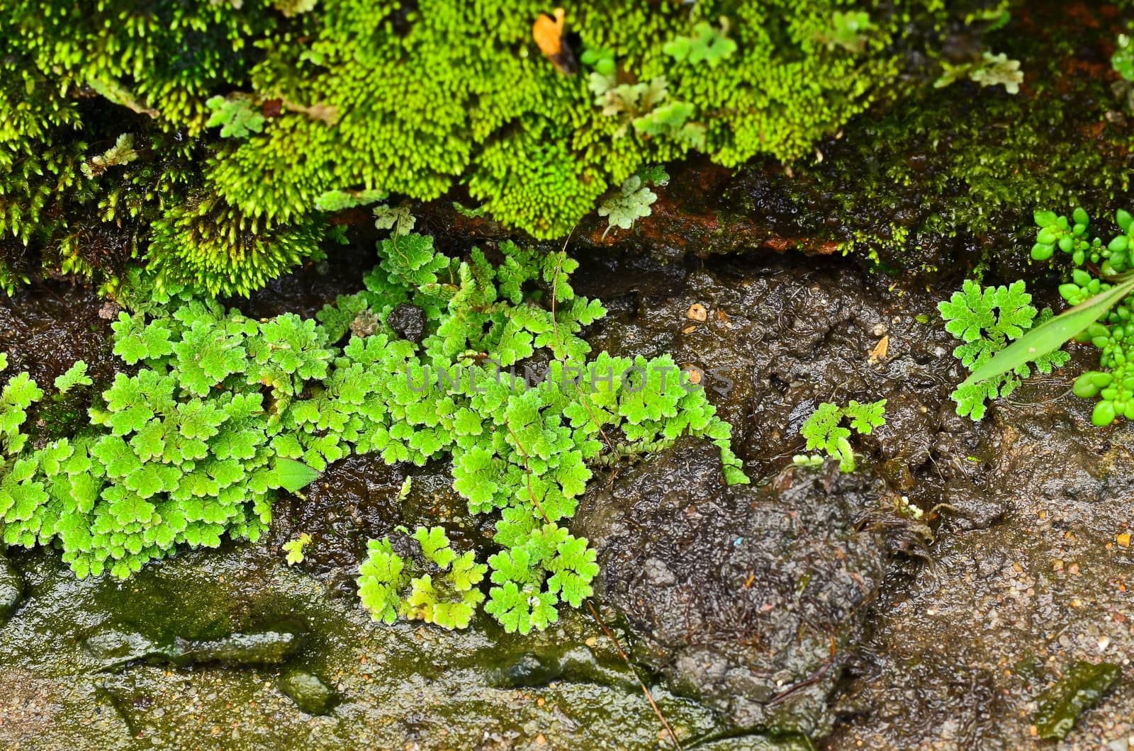 Moss on wet stone