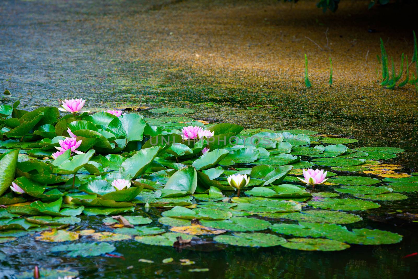 pink water lily and leaf in pond
