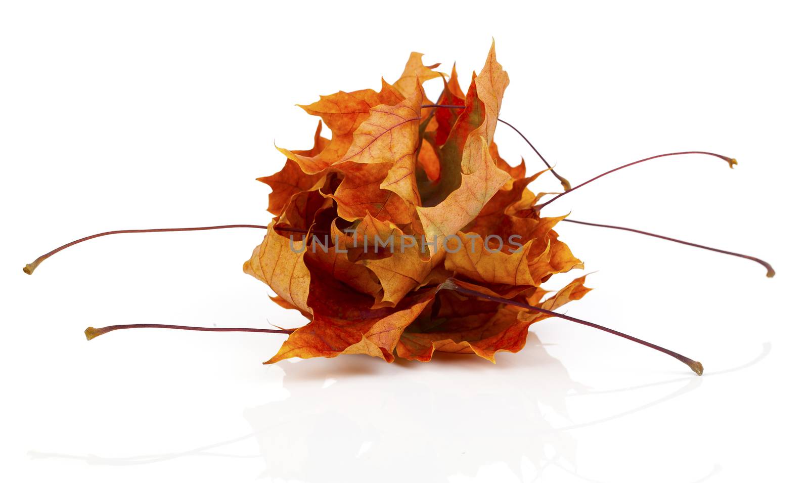 Dried autumn leaves isolated on white background by motorolka