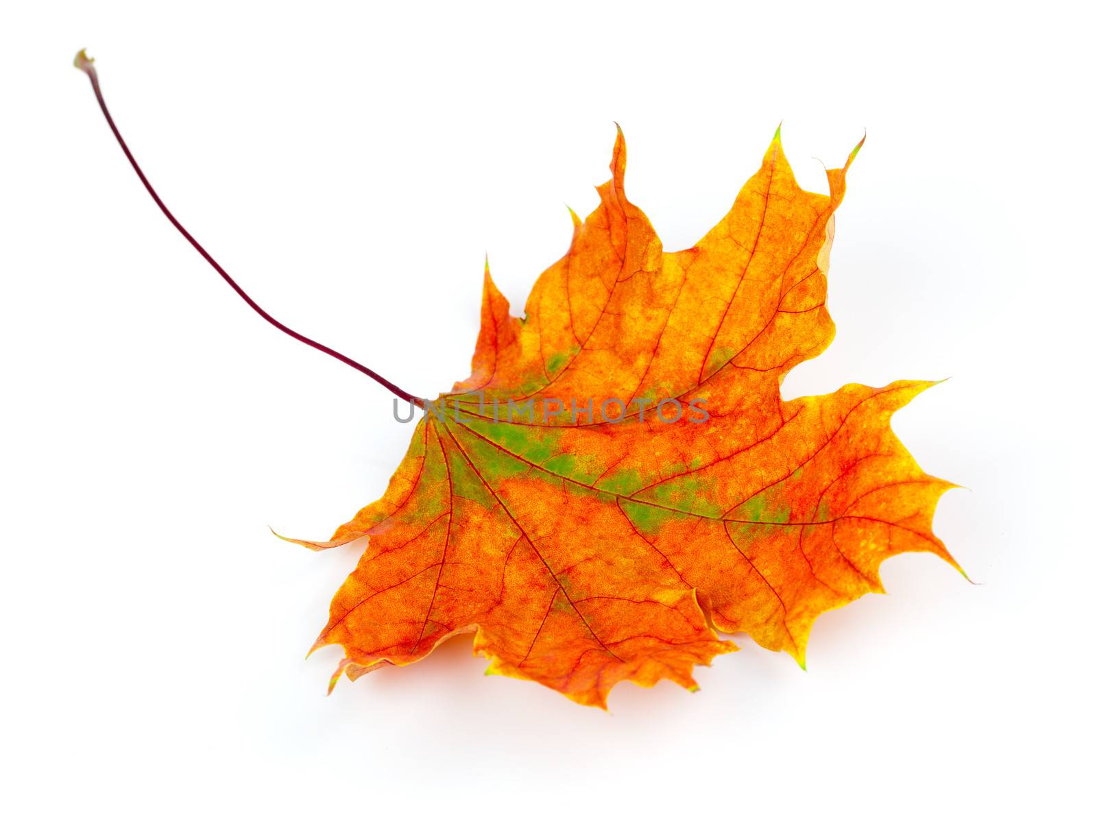 autumn maple leaf isolated on white background by motorolka