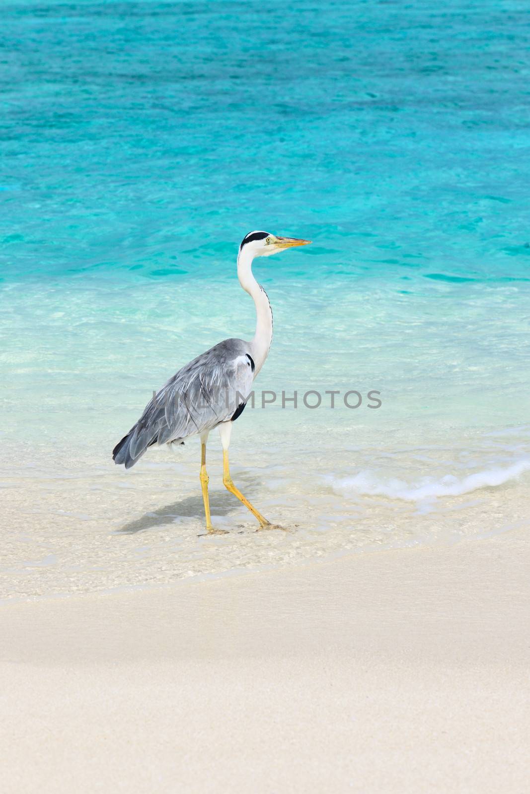 Heron at the beach on Maldivian island