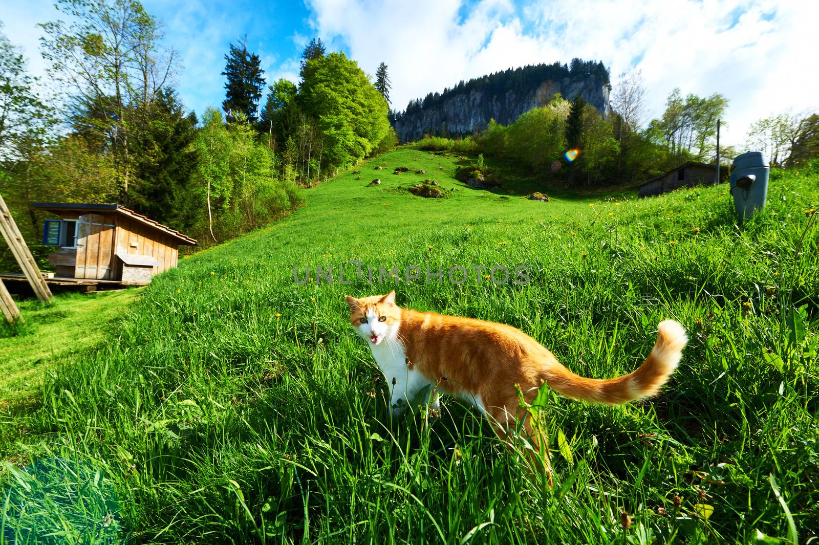 Cat walks in the meadow at Swiss Alps