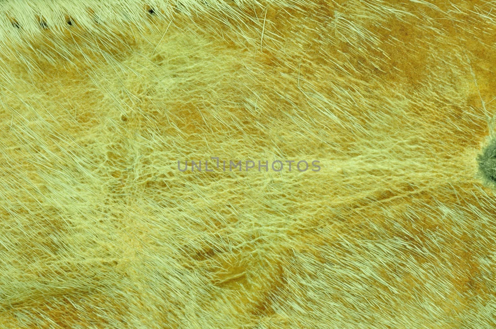 Close up texture of cow leather