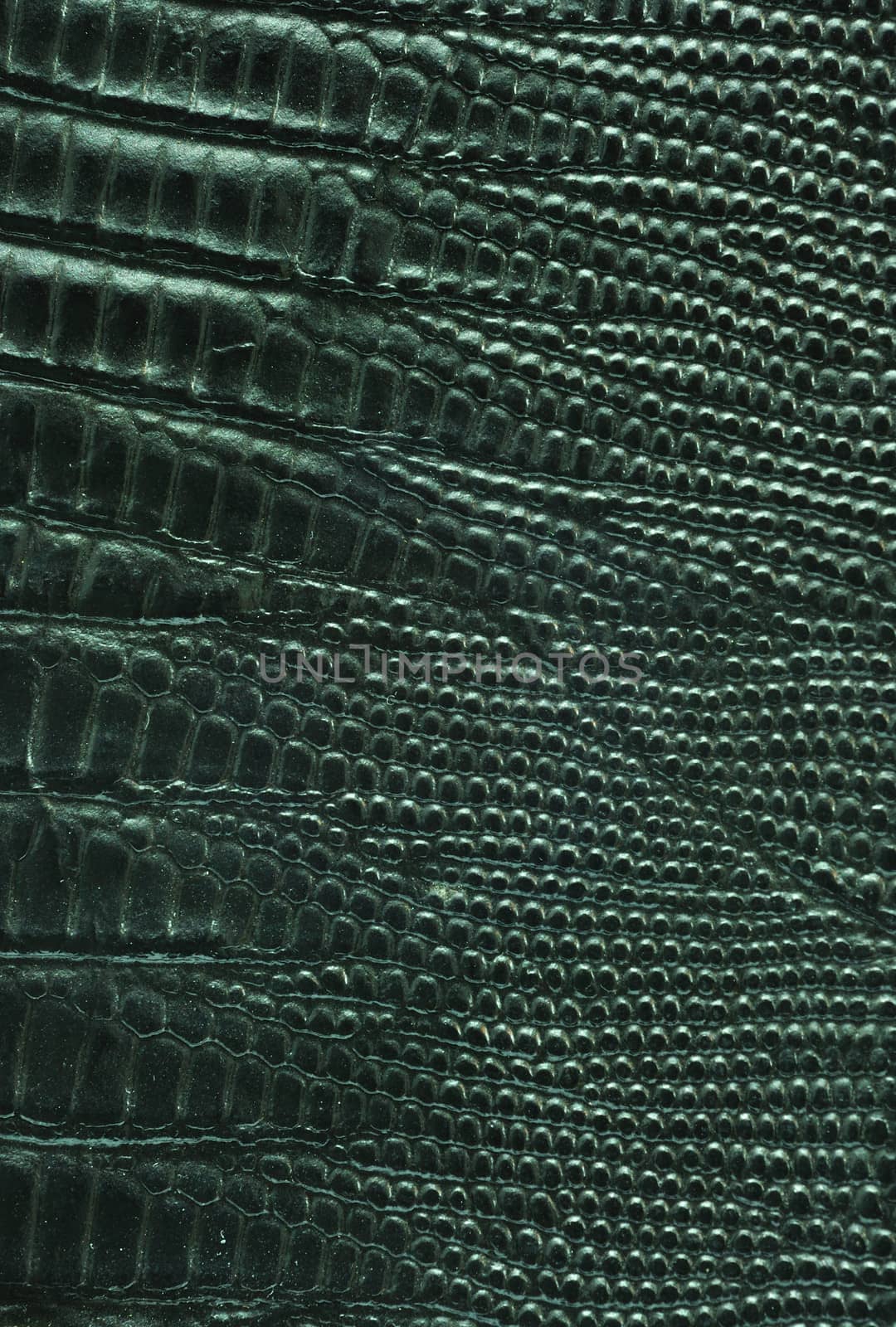 Close up texture of Black lizard leather for use as Background