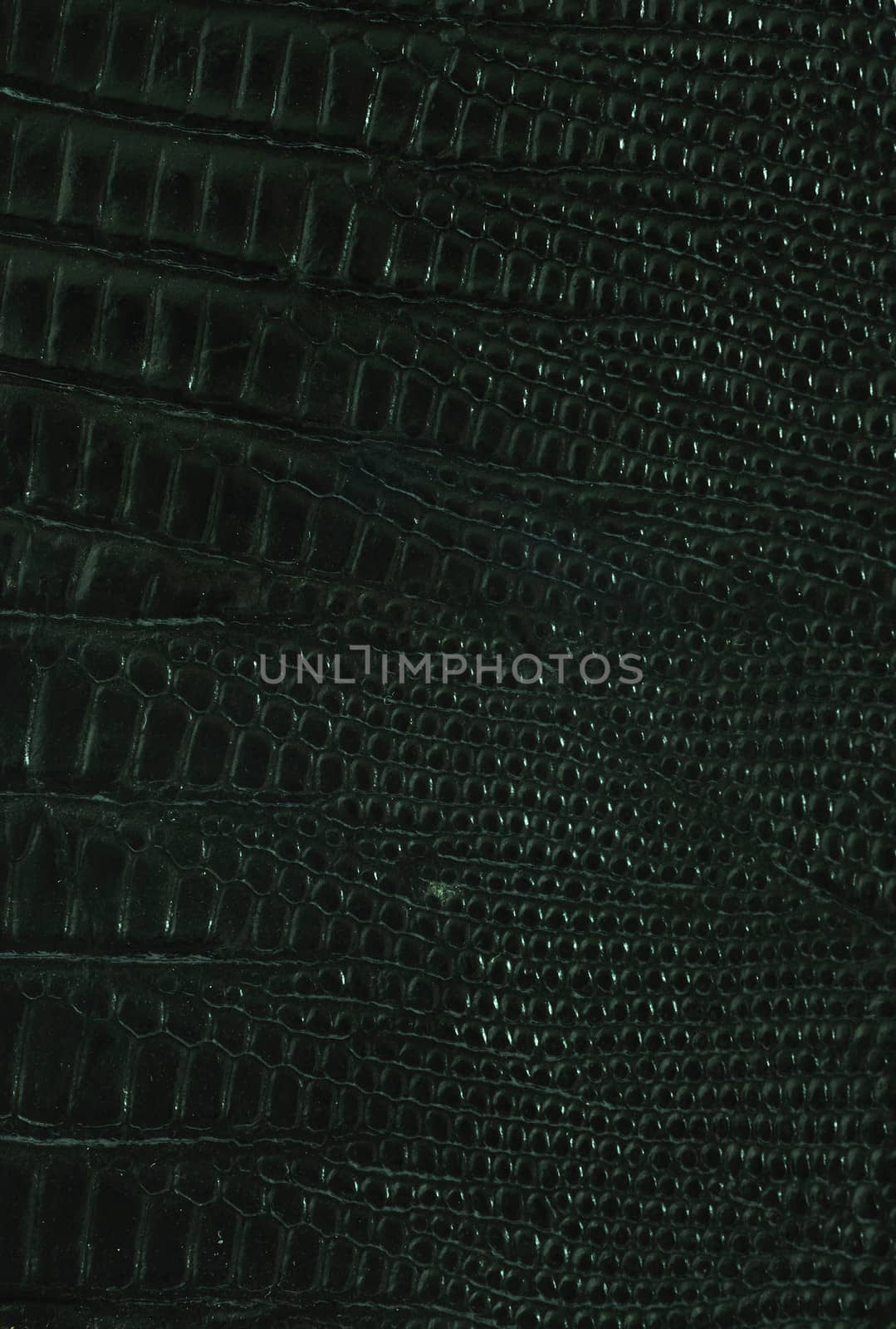 Close up texture of Black lizard leather for use as Background