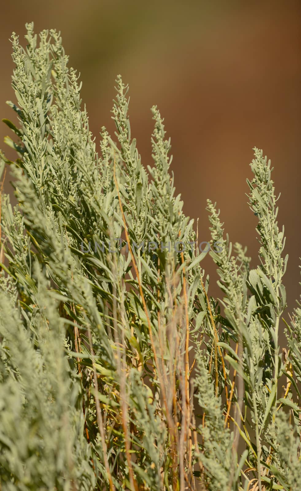 close up of sage brush plant in desert in utah