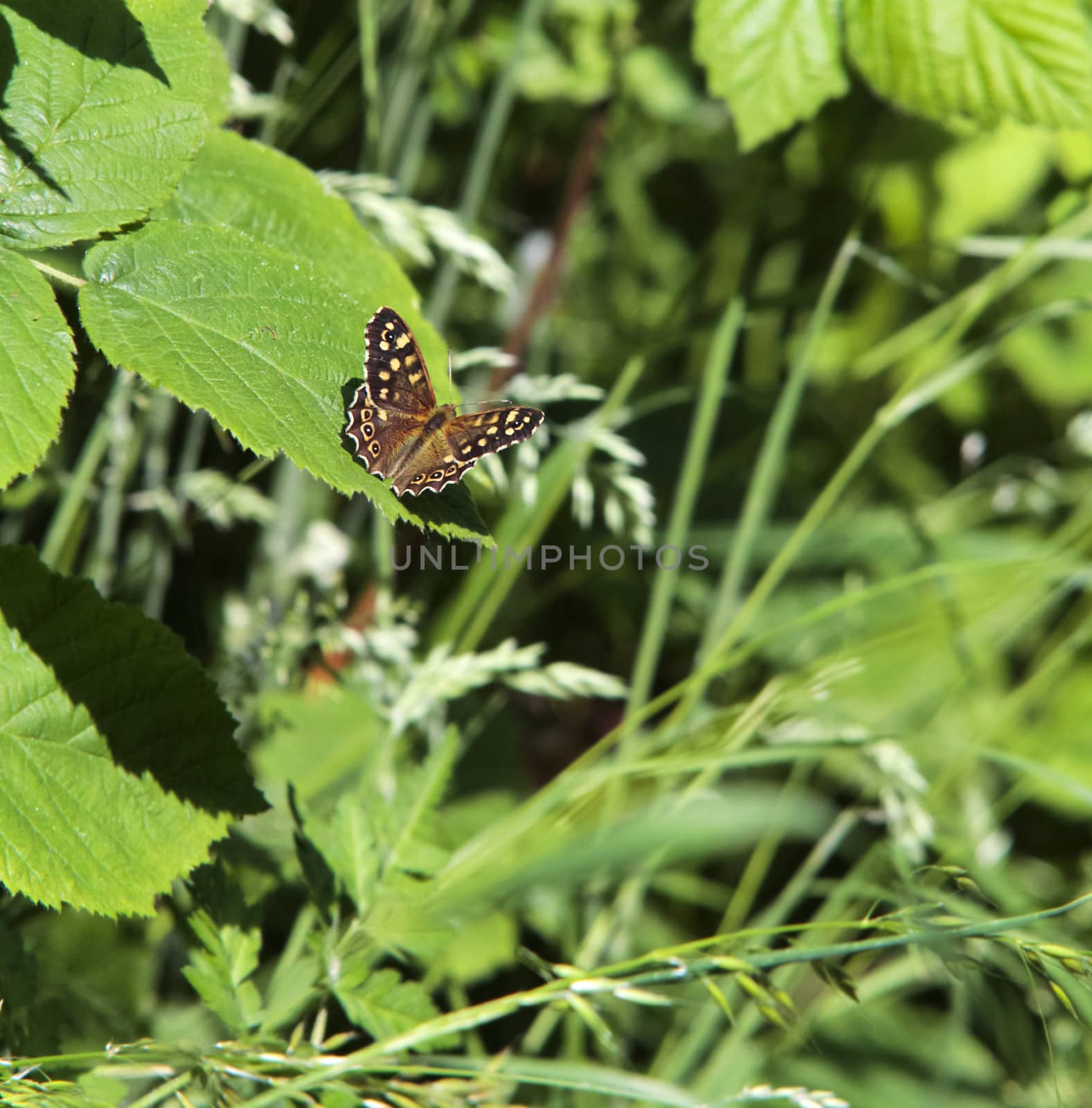speckled wood butterfly (Pararge aegeria) on a leaf in woodland