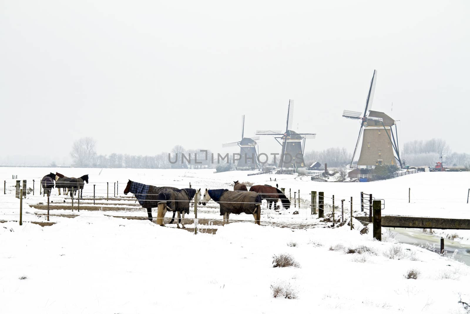 Horses in winter with traditional windmills in the Netherlands