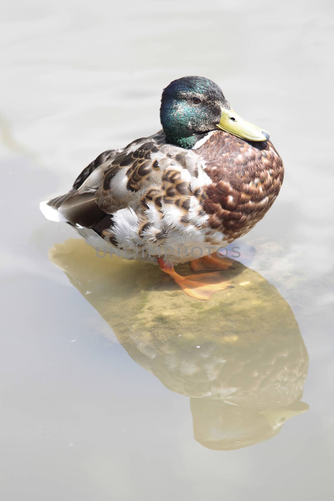 male mallard duck standing on rock in water with reflection underneath