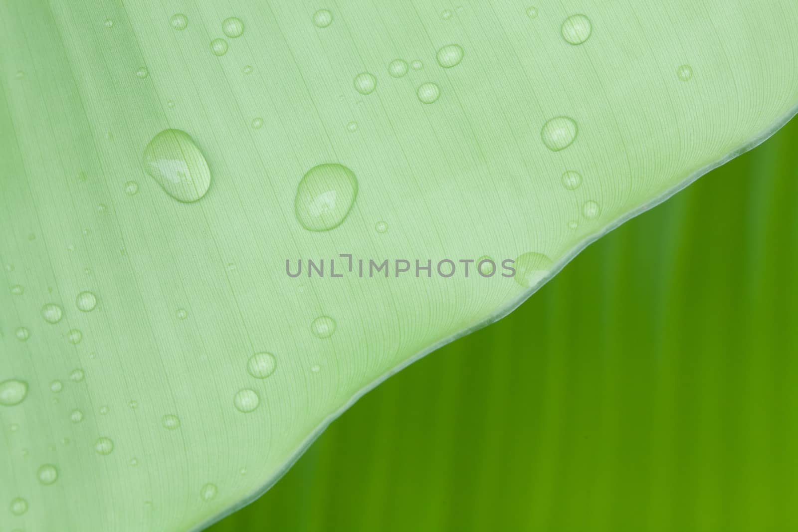 Droplets water on beautiful banana leaf
