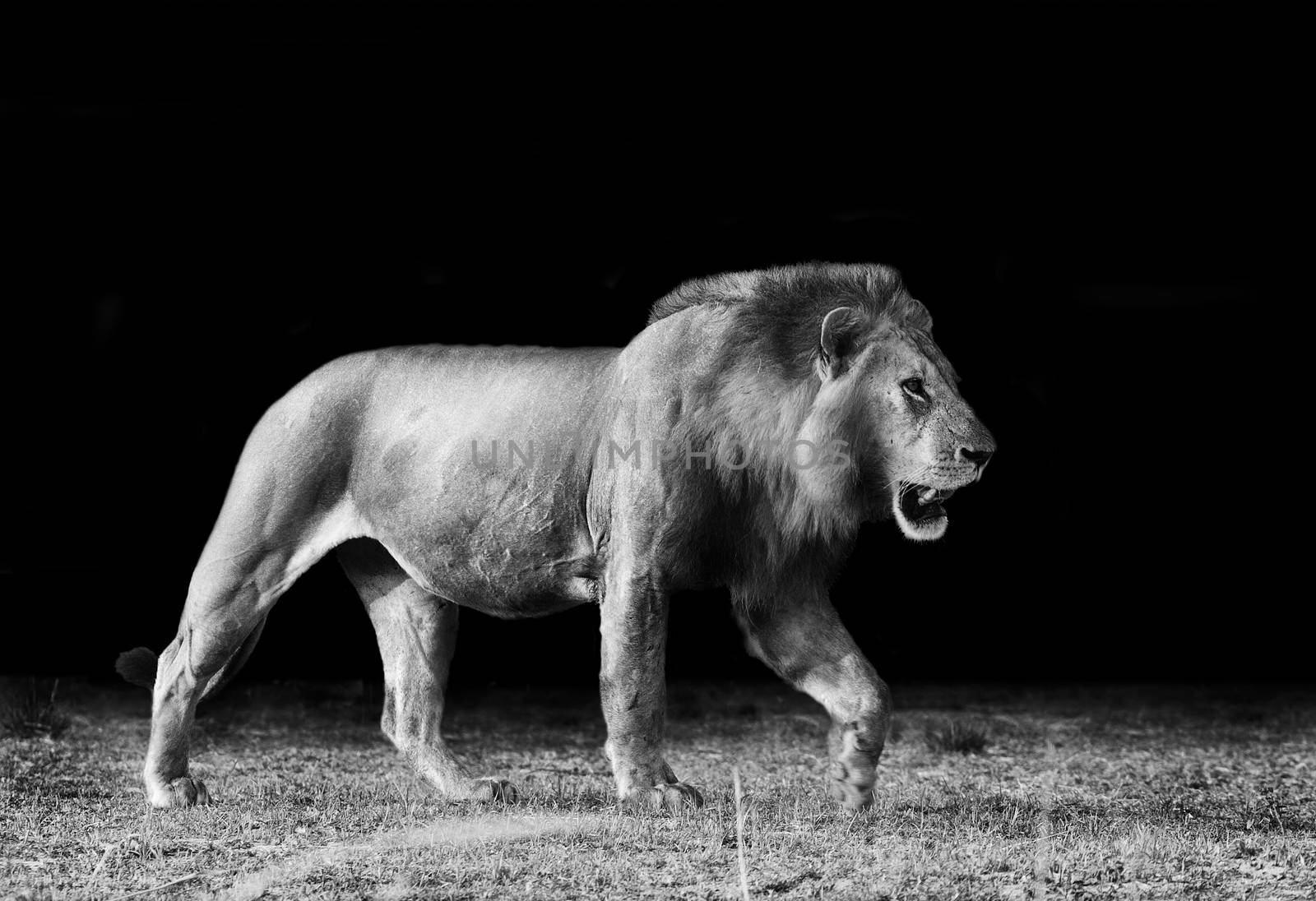 Artistic black and white image of a Lion walking across the open plain