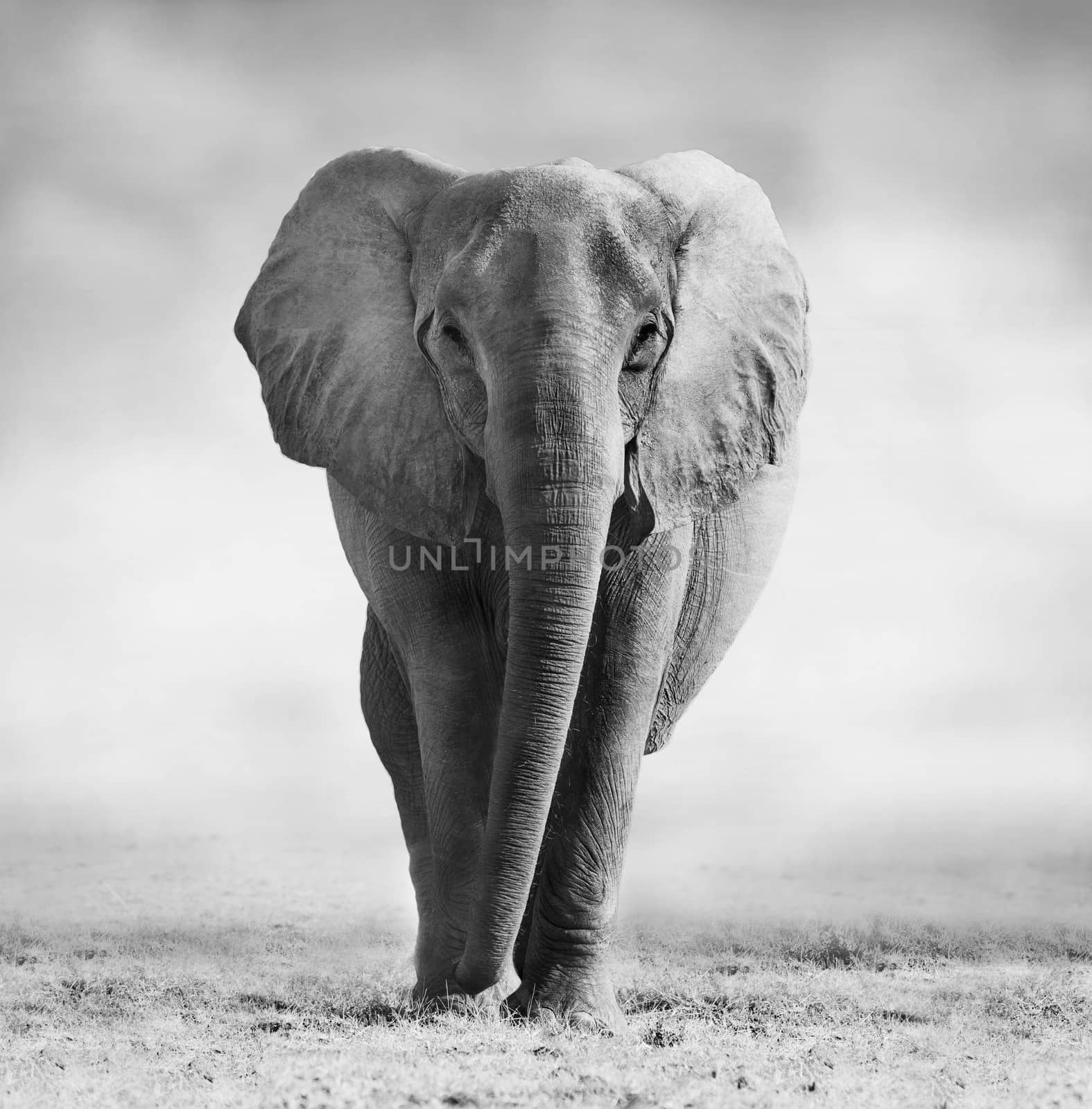 Artistic edit of an African elephant walking across the African savannah