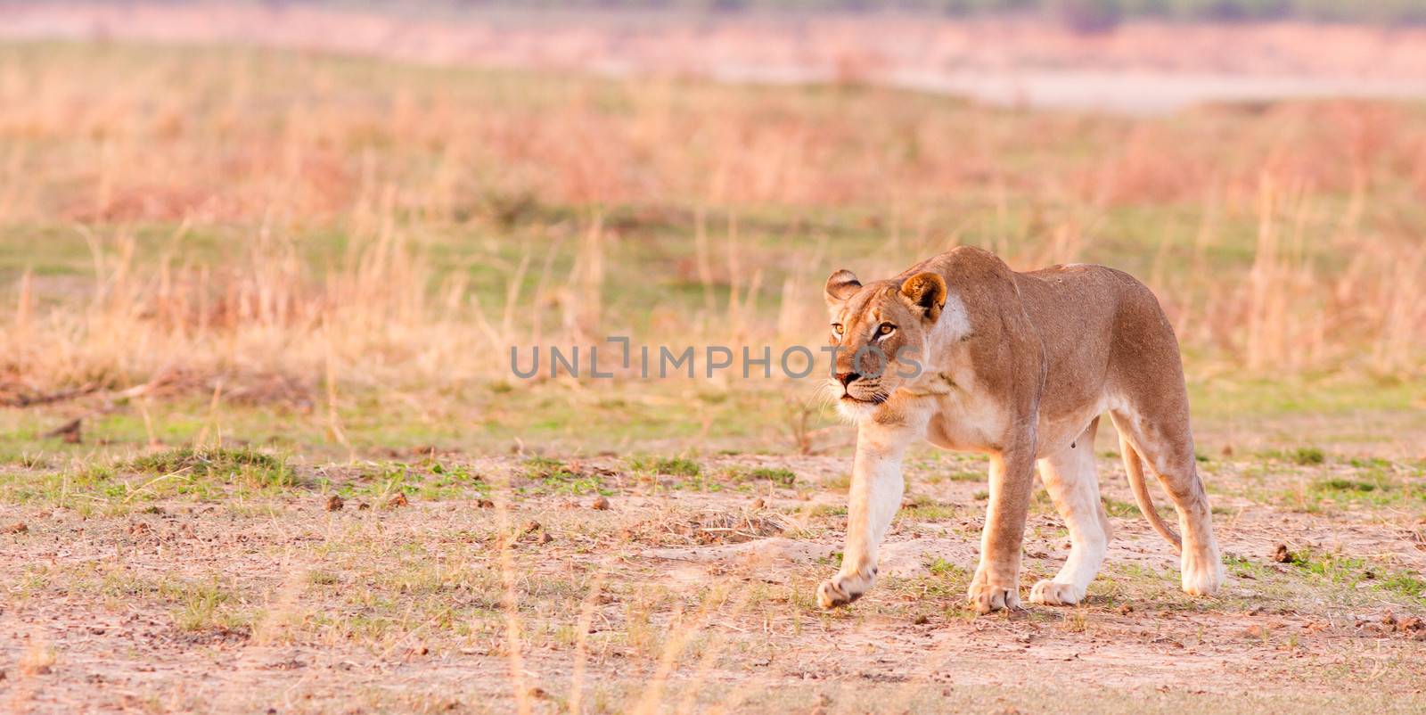 wild lioness hunting hunting in the African wilderness