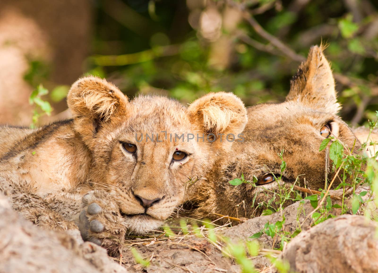 Cute Lion Cub and Mother resting in the shade of a large tree