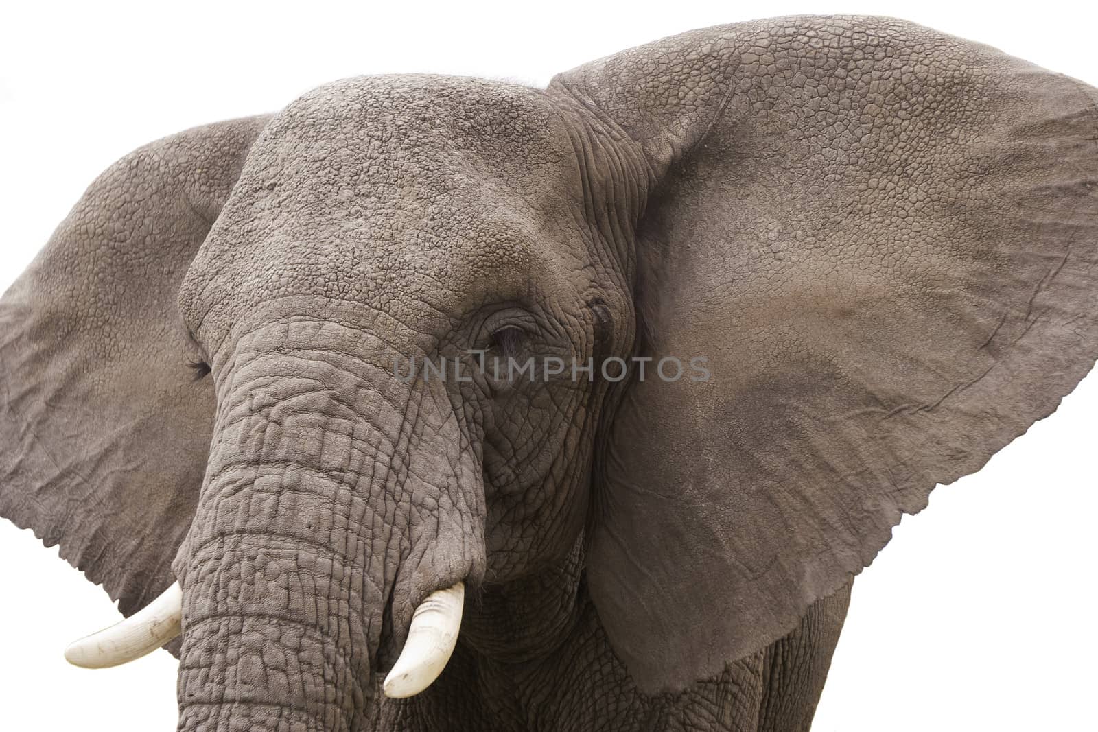Wild African elephant isolated on a white background